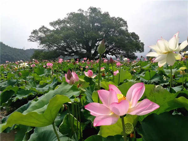 旗袍秀乡村游▶“荷”你相约铜鼓东浒村!采莲、品茗、划竹排~好期待哦！