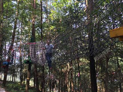 树上探险-V型网桥